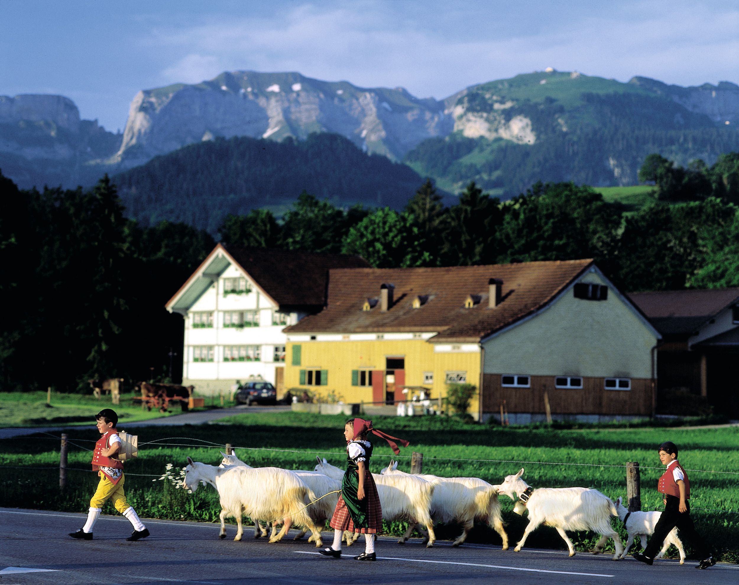 Ebenalp Kinder und Ziegen Appenzell