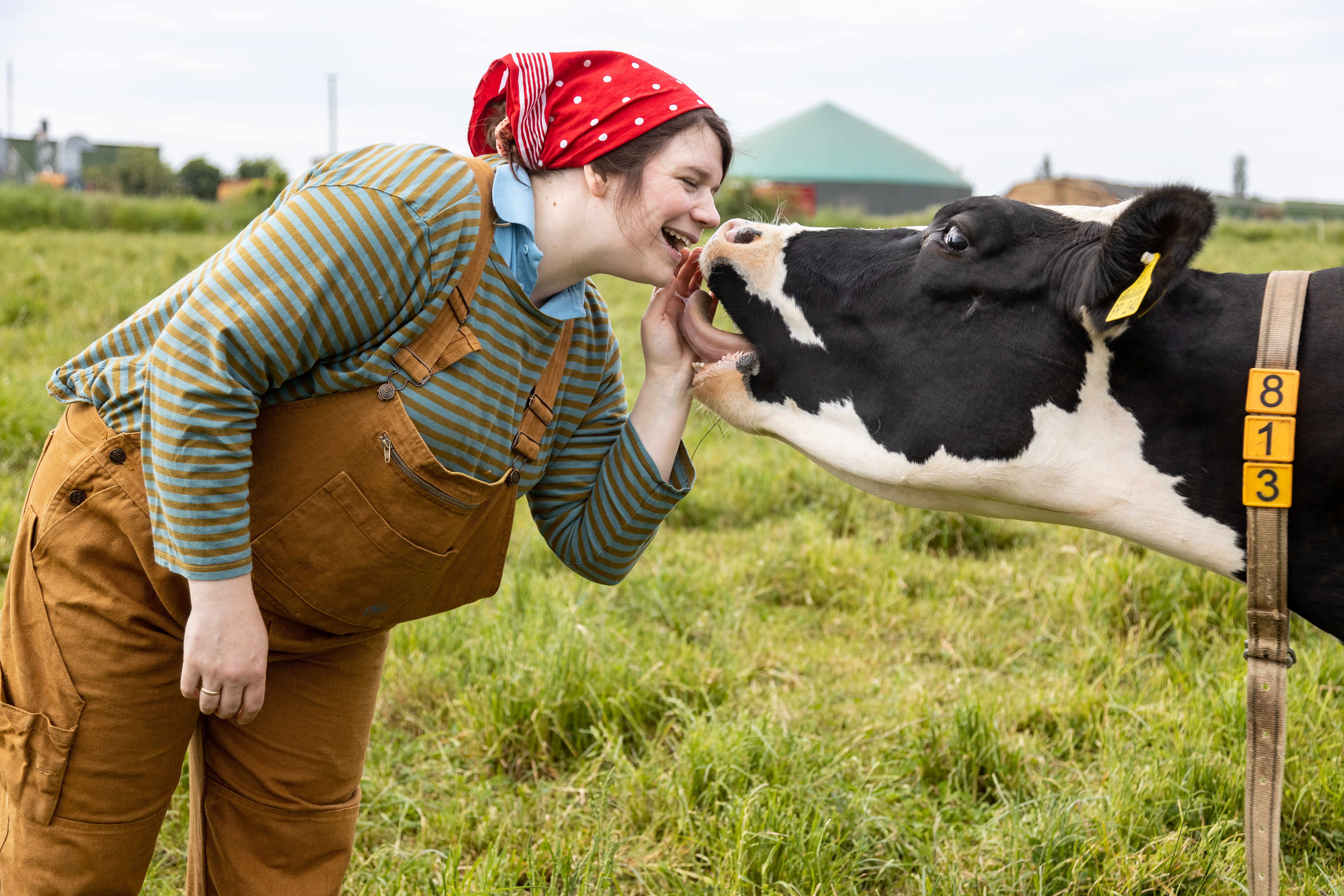 Hier sieht man Annemarie Paulsen mit einer Kuh spielen