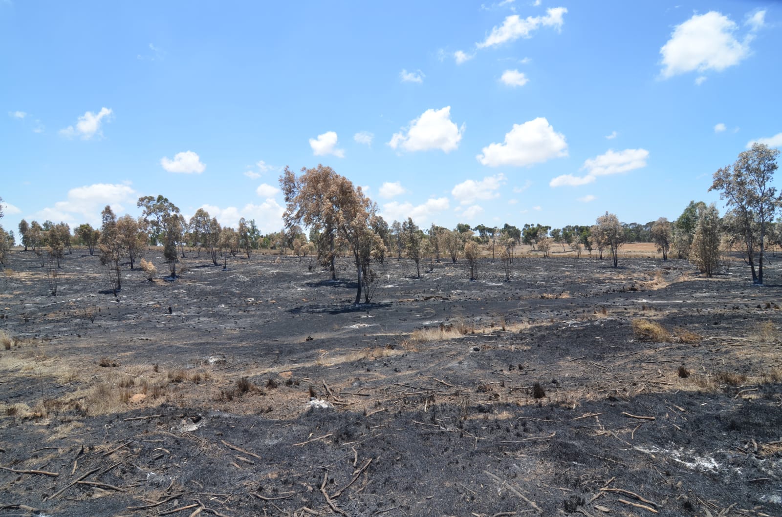 מעבר לנזקים הסביבתיים: שריפות היער בעוטף עזה משמידות את היערות הביטחוניים