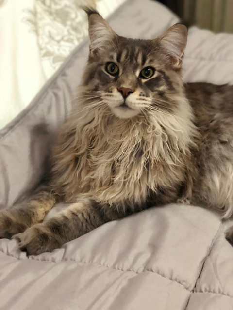 סוף טוב: "מיזם 100" הצליח לסייע באיתור חתול שנחטף מתוך דירה של בעליו בבאר שבע