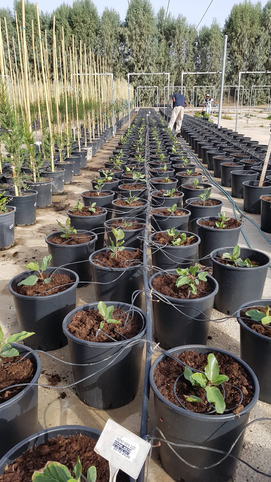 לכבוד יום הזיכרון: קק"ל מגדלת 68 שתילים לזכר 68 נופלי צוק איתן