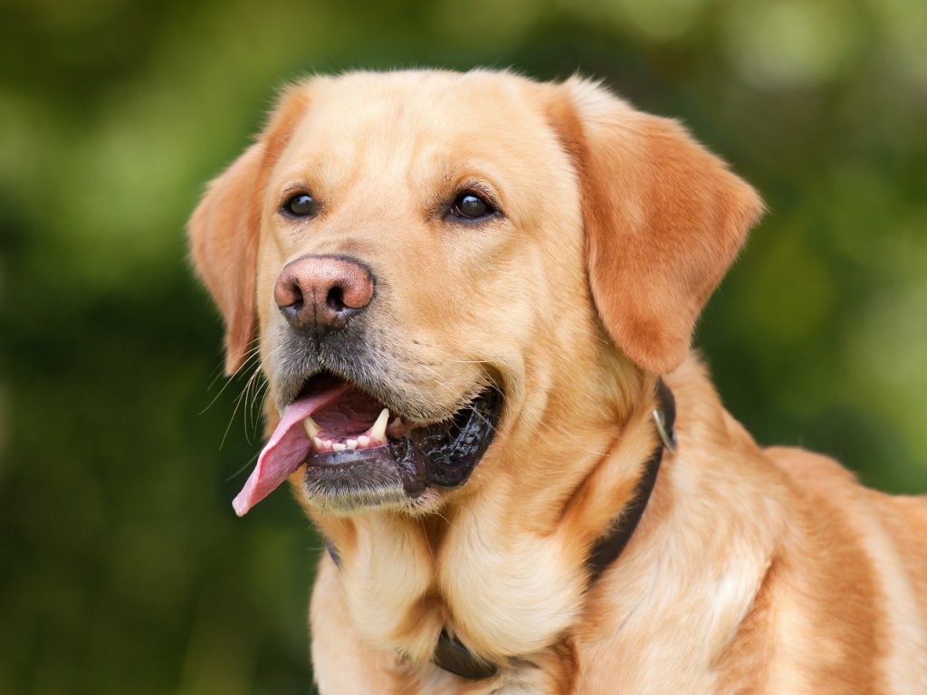 ממשיכים בעשייה למען בעלי החיים: עיקור וסירוס מסובסדים לכלבי בעלים
