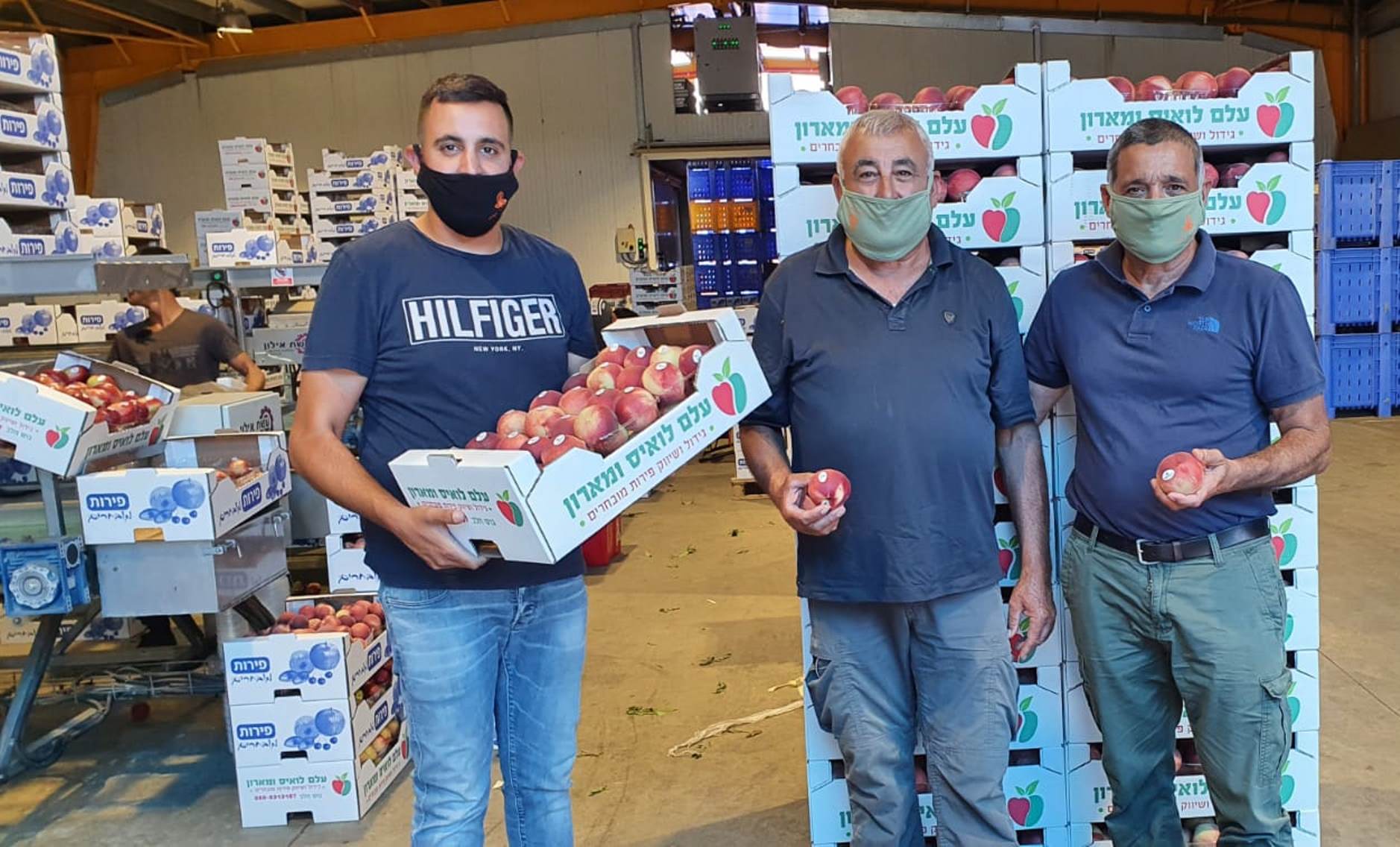 ירון בלחסן מנכ"ל ארגון מגדלי הפירות בישראל, ערך סיור במטעי משפחת החקלאים עלם מג'יש (גוש חלב) הנמצאים בשיא עונת קטיף הנקטרינה.