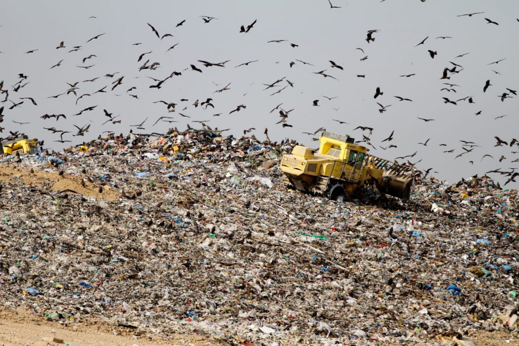 : המחקר שיפצח את השאלה למה הדיות נמשכות לפסולת