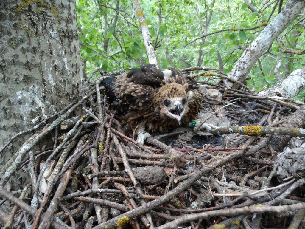 : המחקר שיפצח את השאלה למה הדיות נמשכות לפסולת