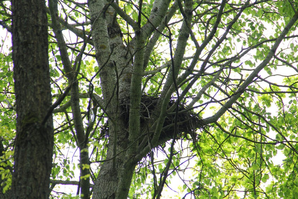 : המחקר שיפצח את השאלה למה הדיות נמשכות לפסולת