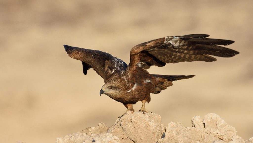 : המחקר שיפצח את השאלה למה הדיות נמשכות לפסולת