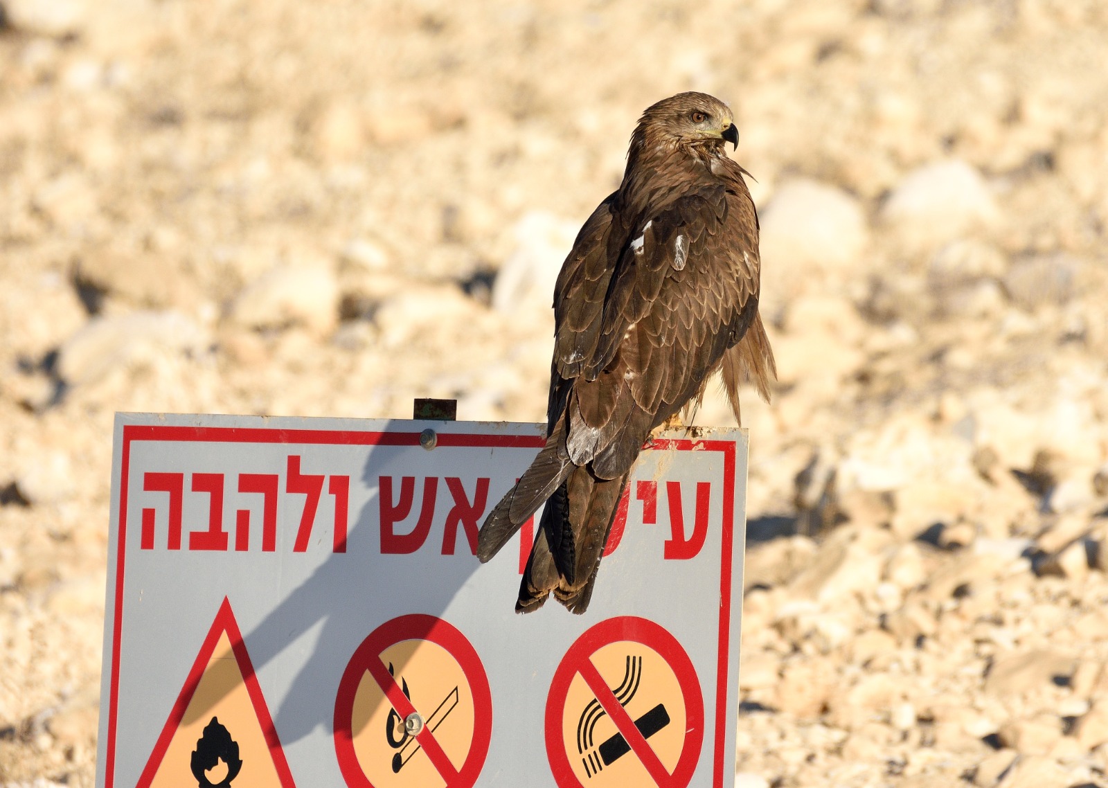 מרוסיה באהבה: המחקר שיפצח את השאלה למה הדיות נמשכות לפסולת וסיפור מרגש של ערבות הדדית