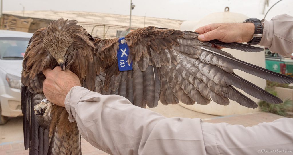 : המחקר שיפצח את השאלה למה הדיות נמשכות לפסולת