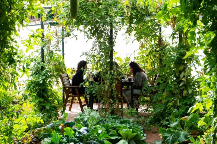 סיור וארוחת בוקר בריאה בגינה אורגנית  " גן ירק" מושב צופר, הערבה התיכונה