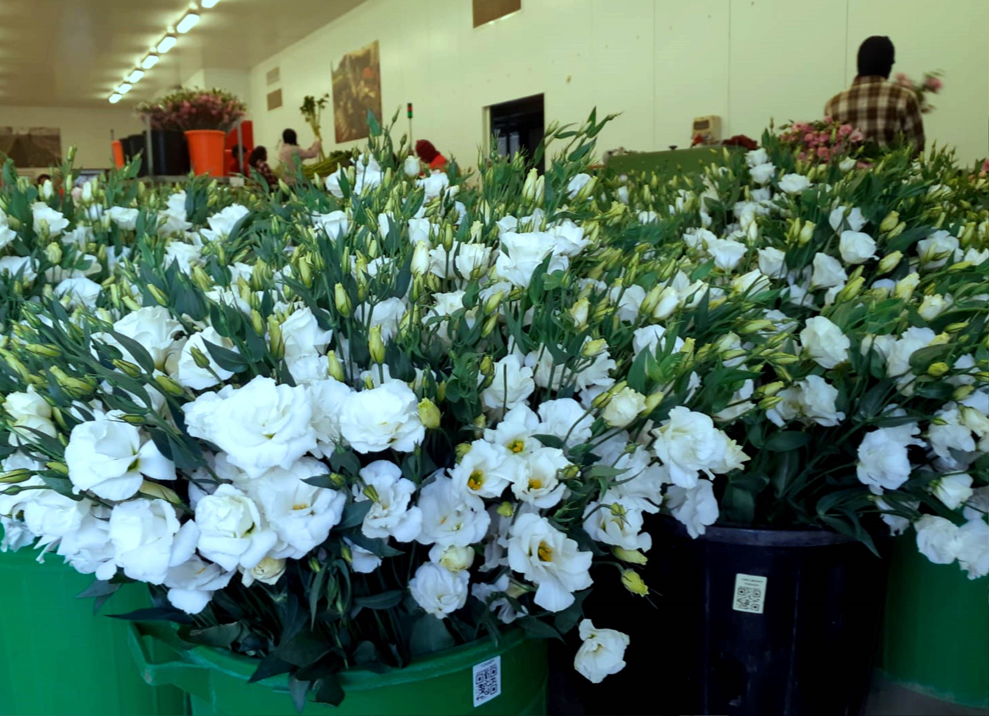 10 מיליון פרחים וענפי קישוט נשלחו לאירופה  מישראל והערבה התיכונה  משלוחי הקרגו המיוחדים יוטסו עד לערב חג המולד