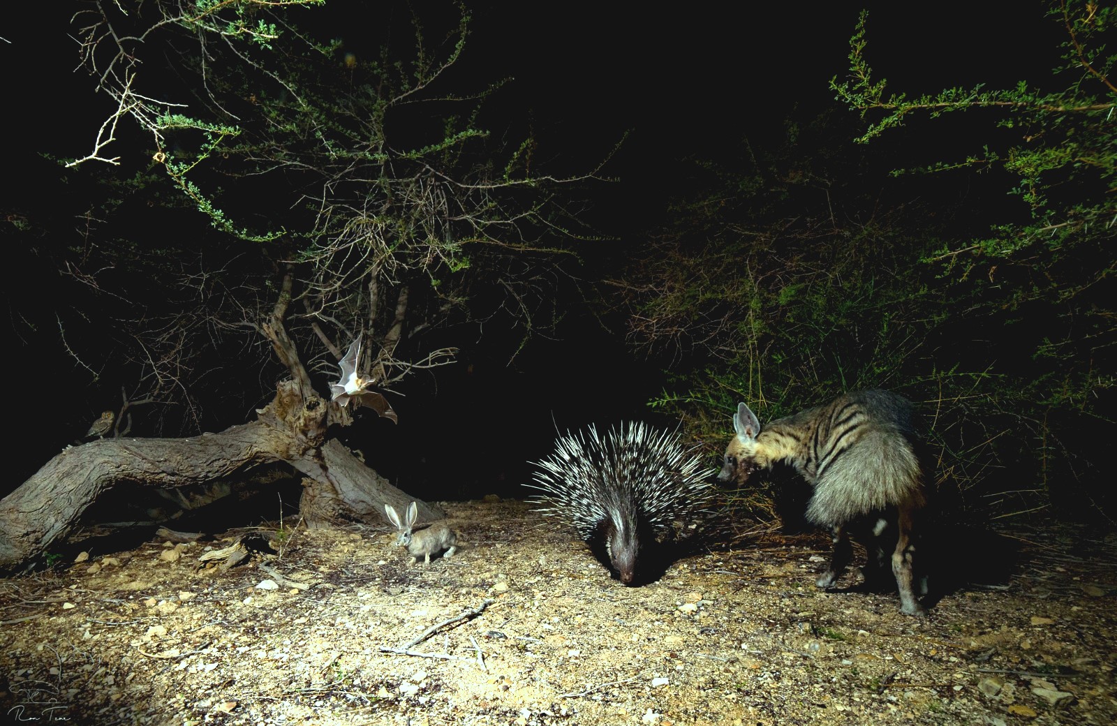פרויקט צילום במצלמות שטח מתקדמות תיעד את פעילות חיות הבר  בלילות בלב המדבר בערבה התיכונה – עם רדת הטמפרטורות והחשכה