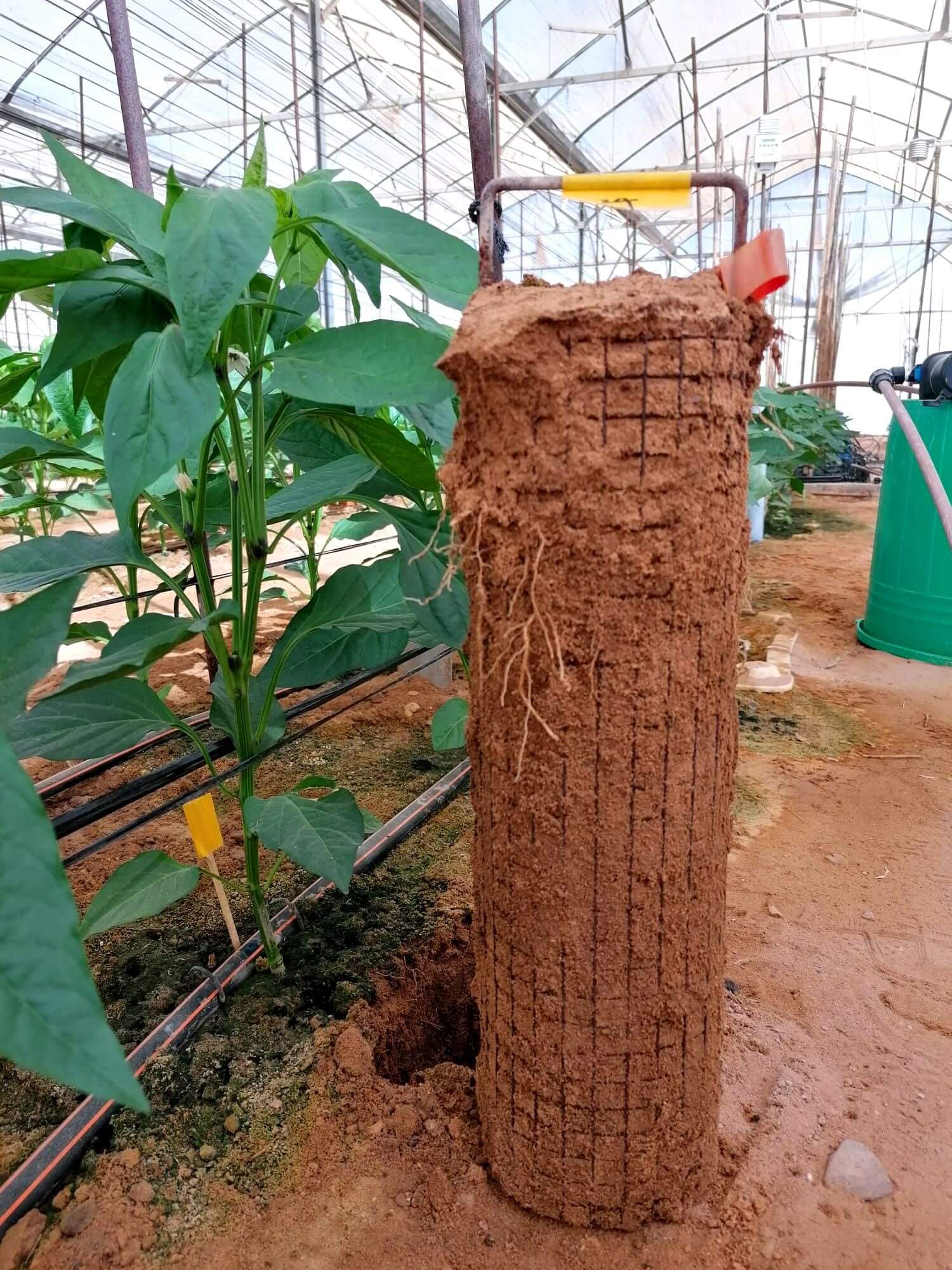 תוצאות מחקרים וסיכום פרויקט שש שנתי לחקר 'בית השורשים'  ייחשפו בכנס מקצועי כחלק מאירועי היום הפתוח  במו"פ ערבה תיכונה וצפונית-תמר