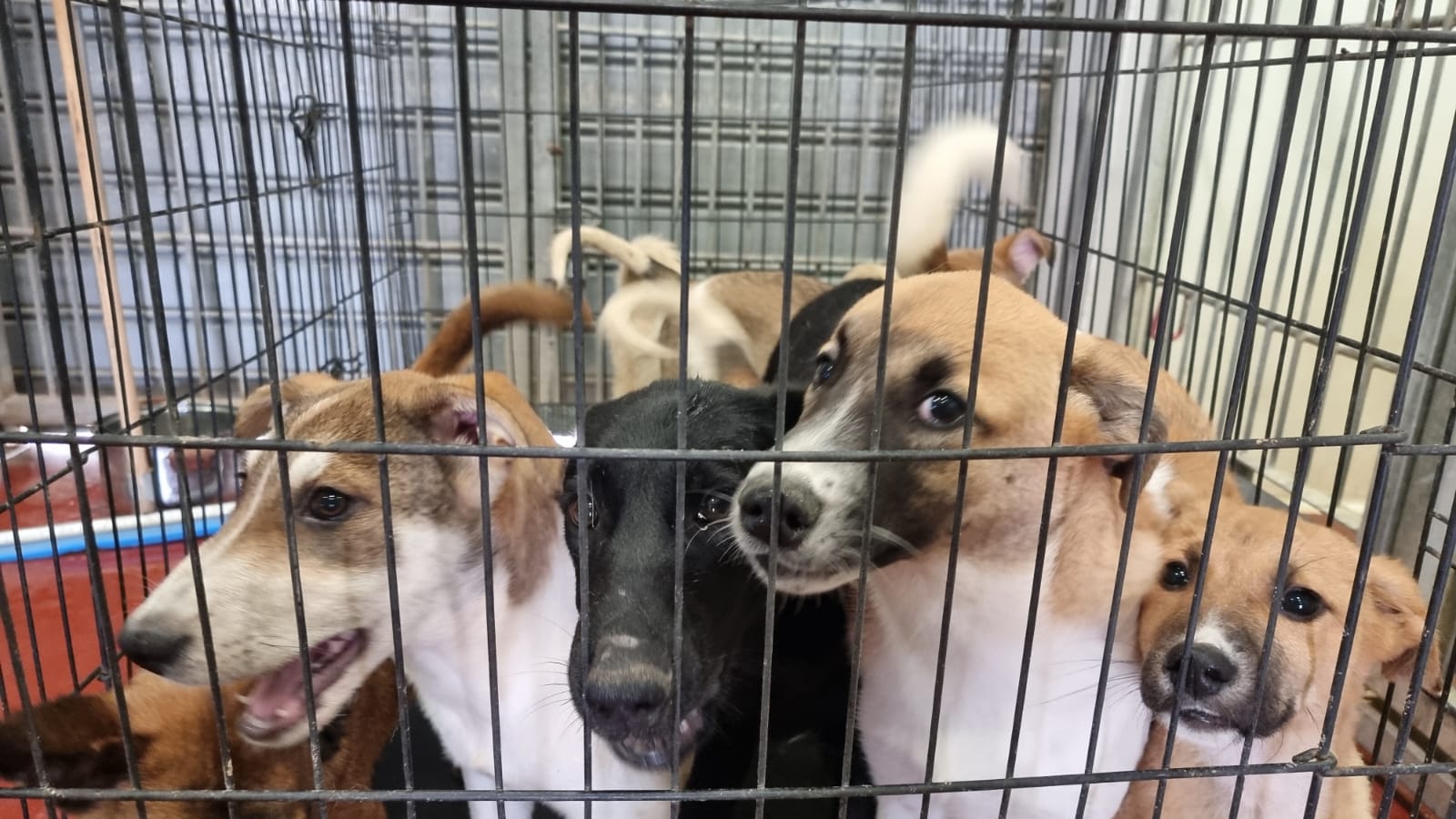 עשרה כלבים מגזע כנעני מערד הוטסו לפני מספר שבועות לאימוץ בקנדה