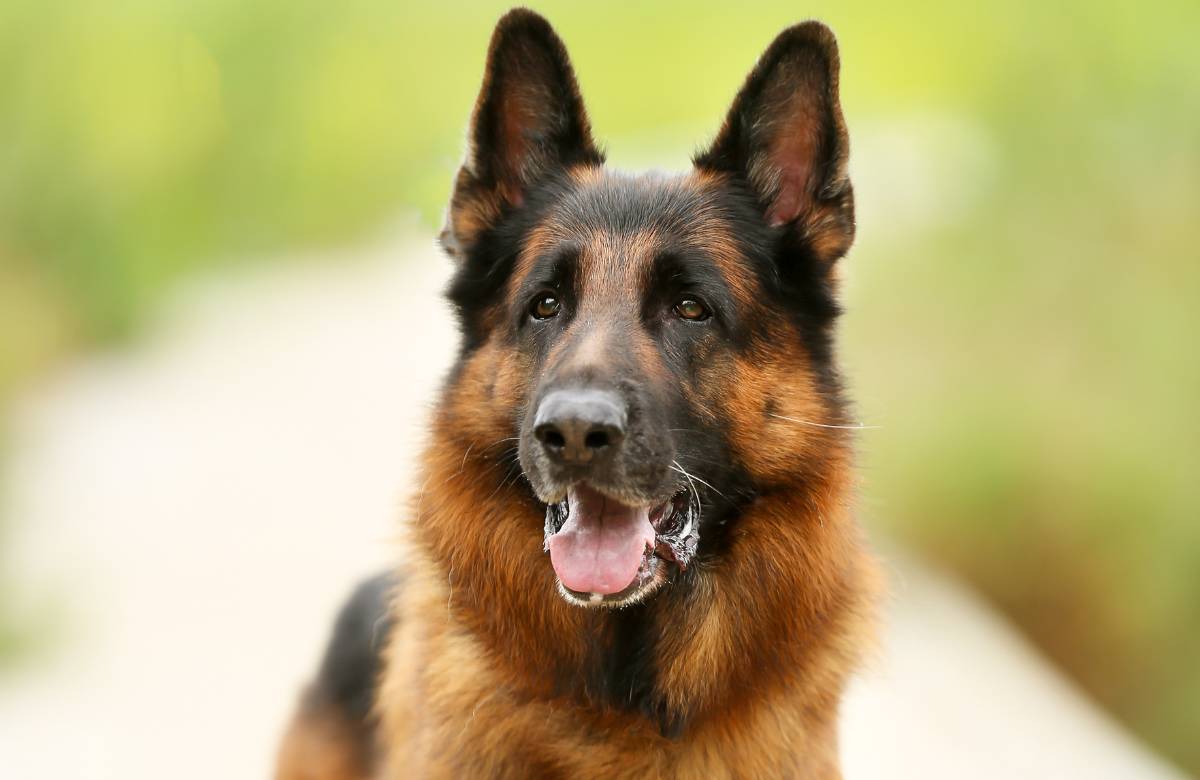 איך לשמור על כלב בריא גם כשהוא מתבגר?