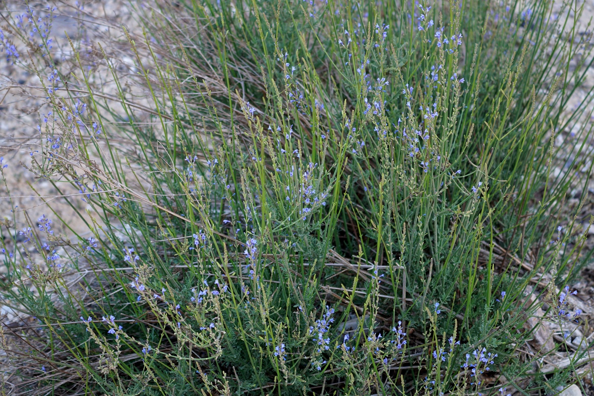 אזביון מדברי -אביב במדבר- קרדיט צילום: עדי מטמון, מורה דרך, הערבה התיכונה