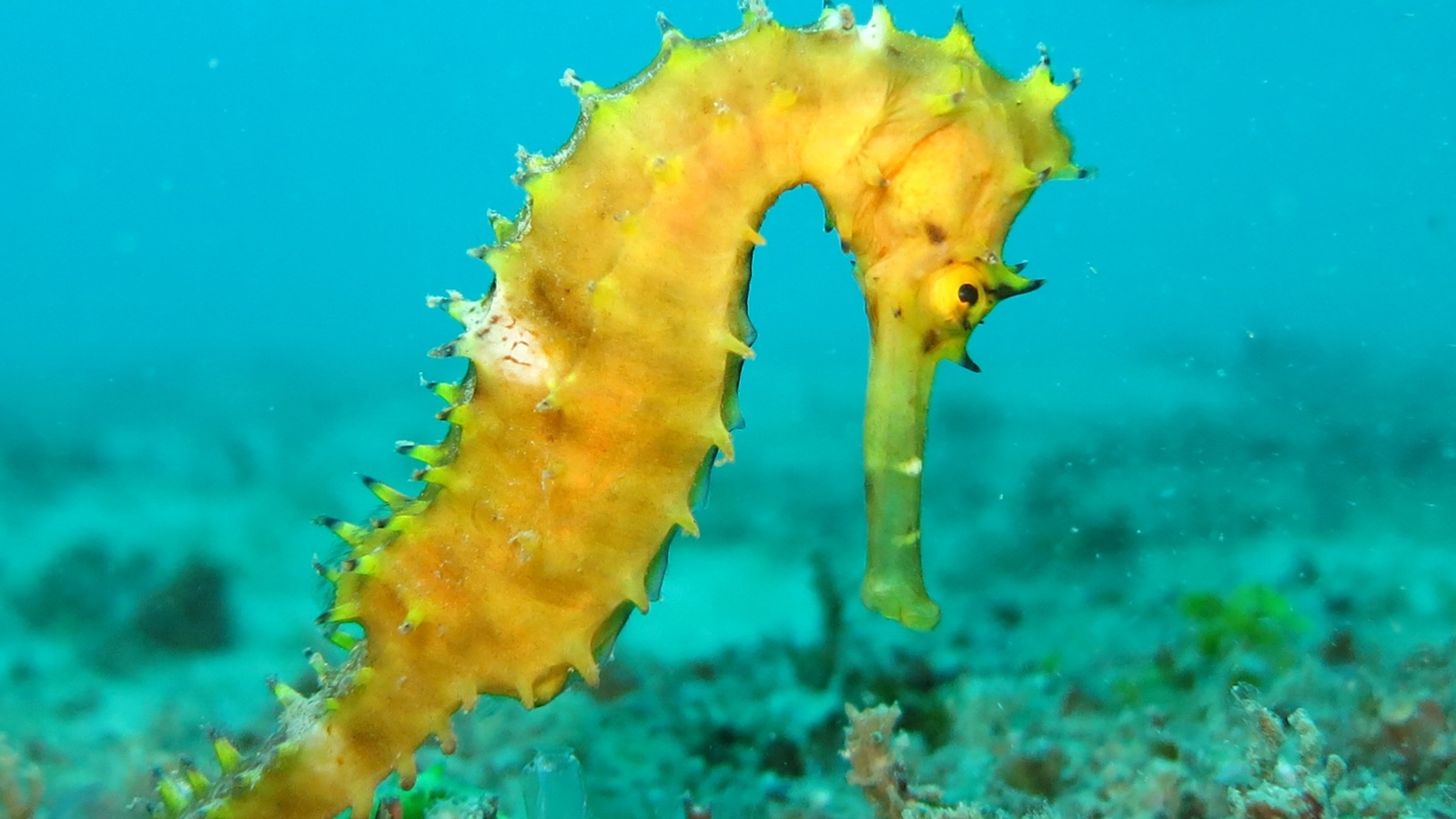 Dive Listing 47