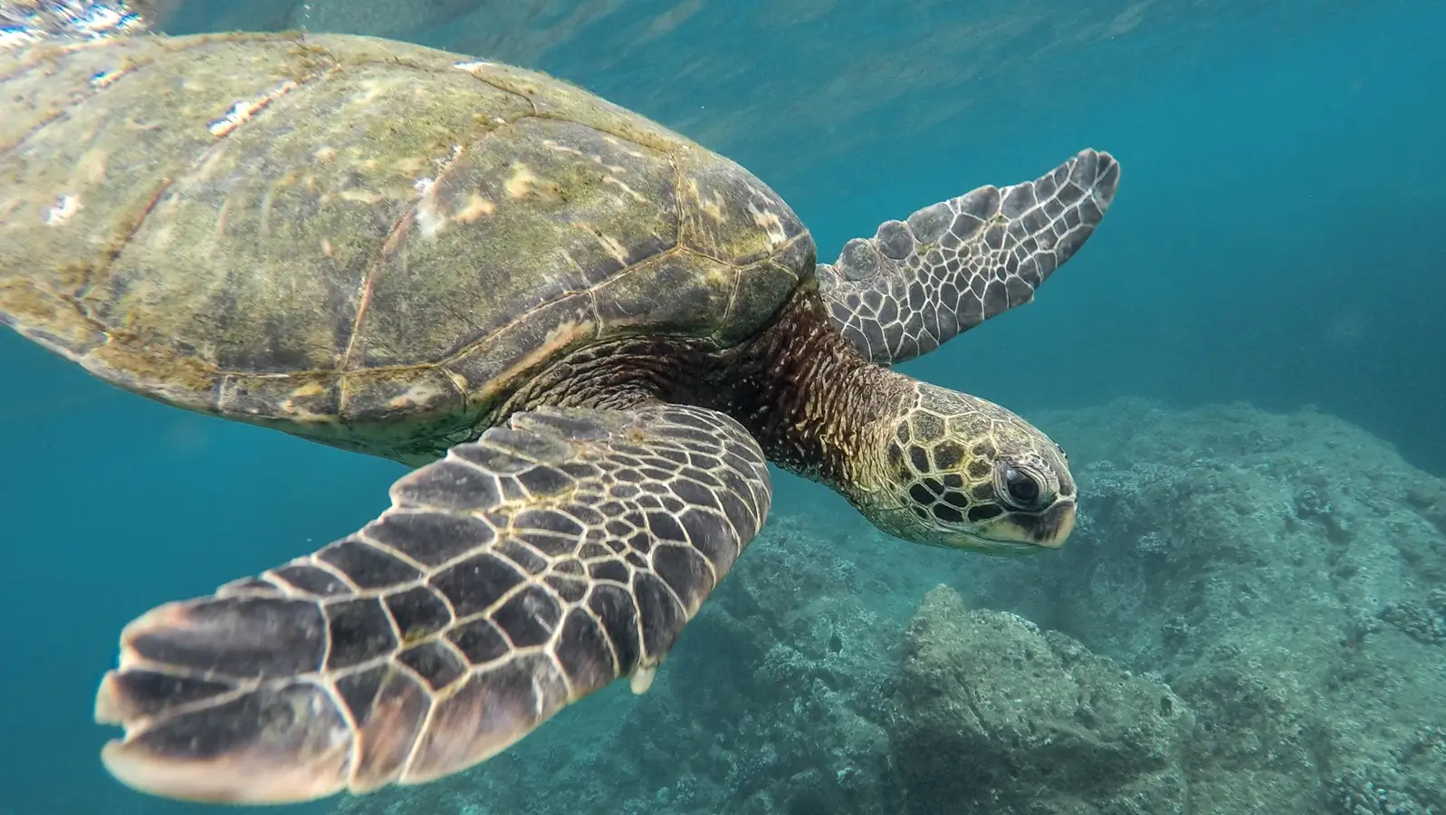 Dive Listing 38