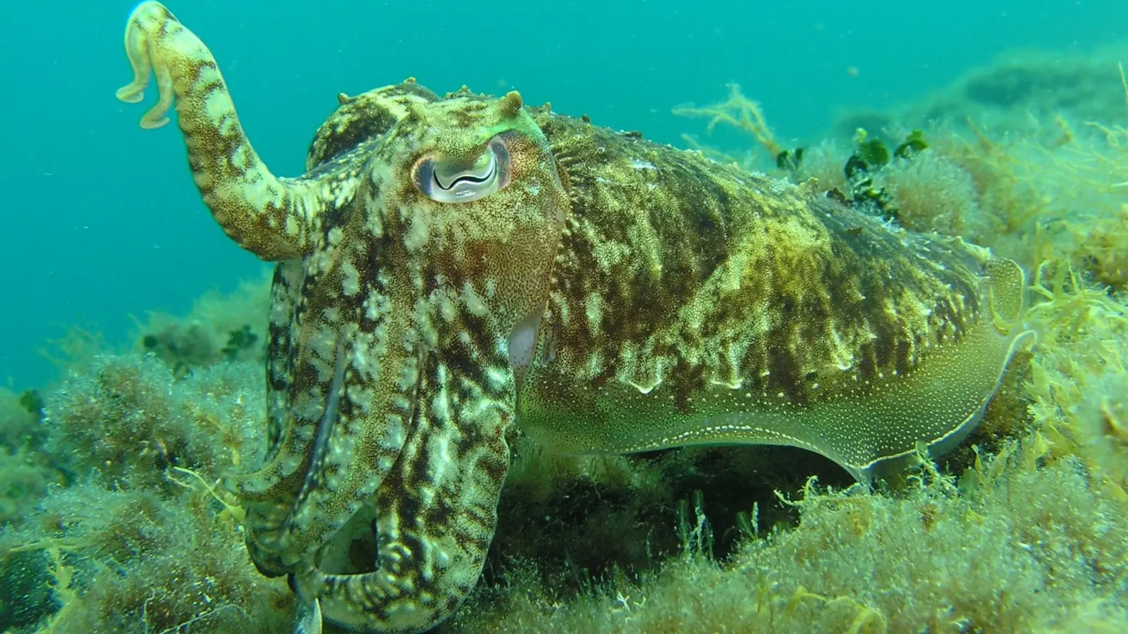 Dive Listing 41