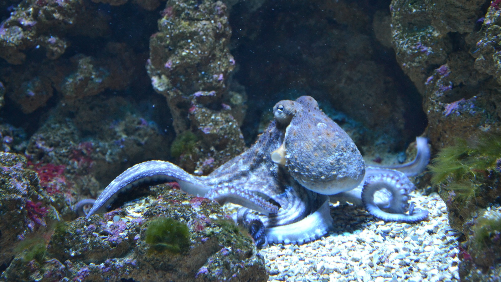 Dive Listing 45