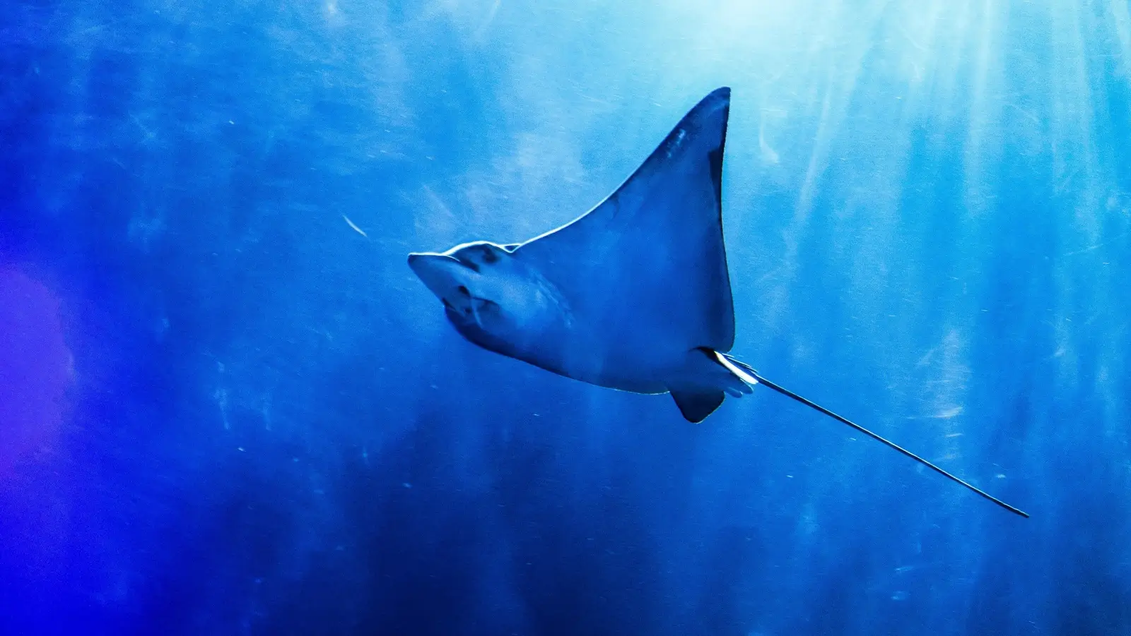 Dive Listing 42