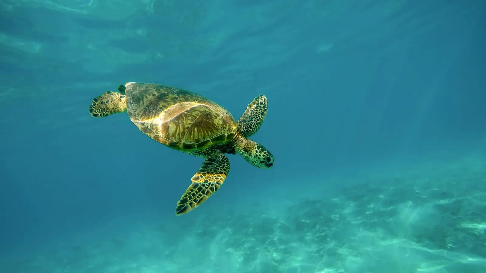 Dive Listing 44