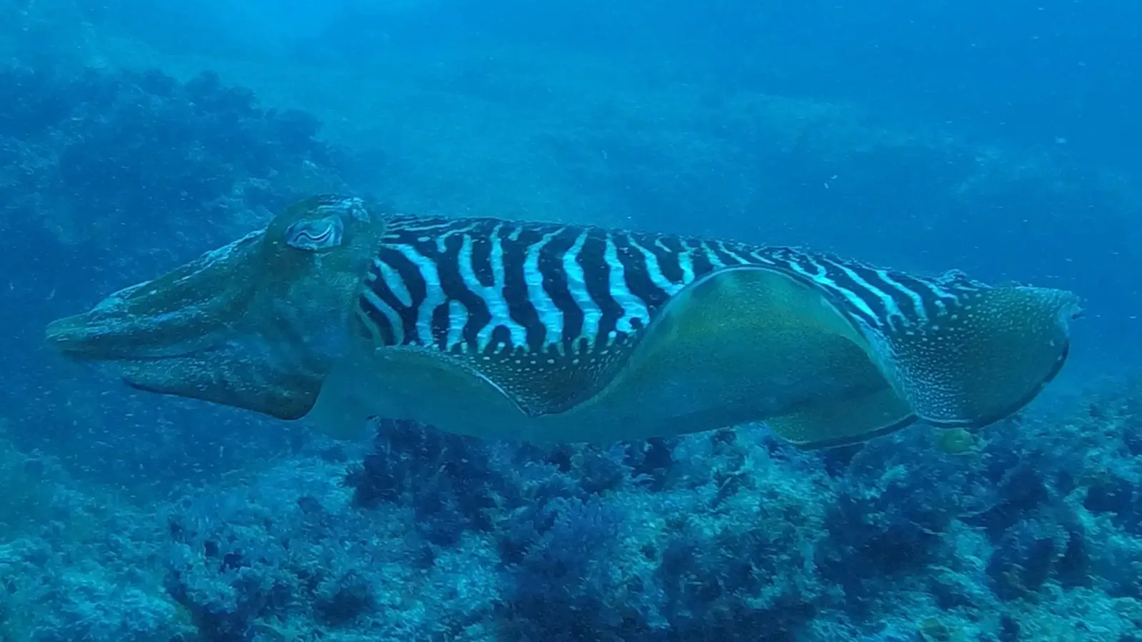 Dive Listing 37