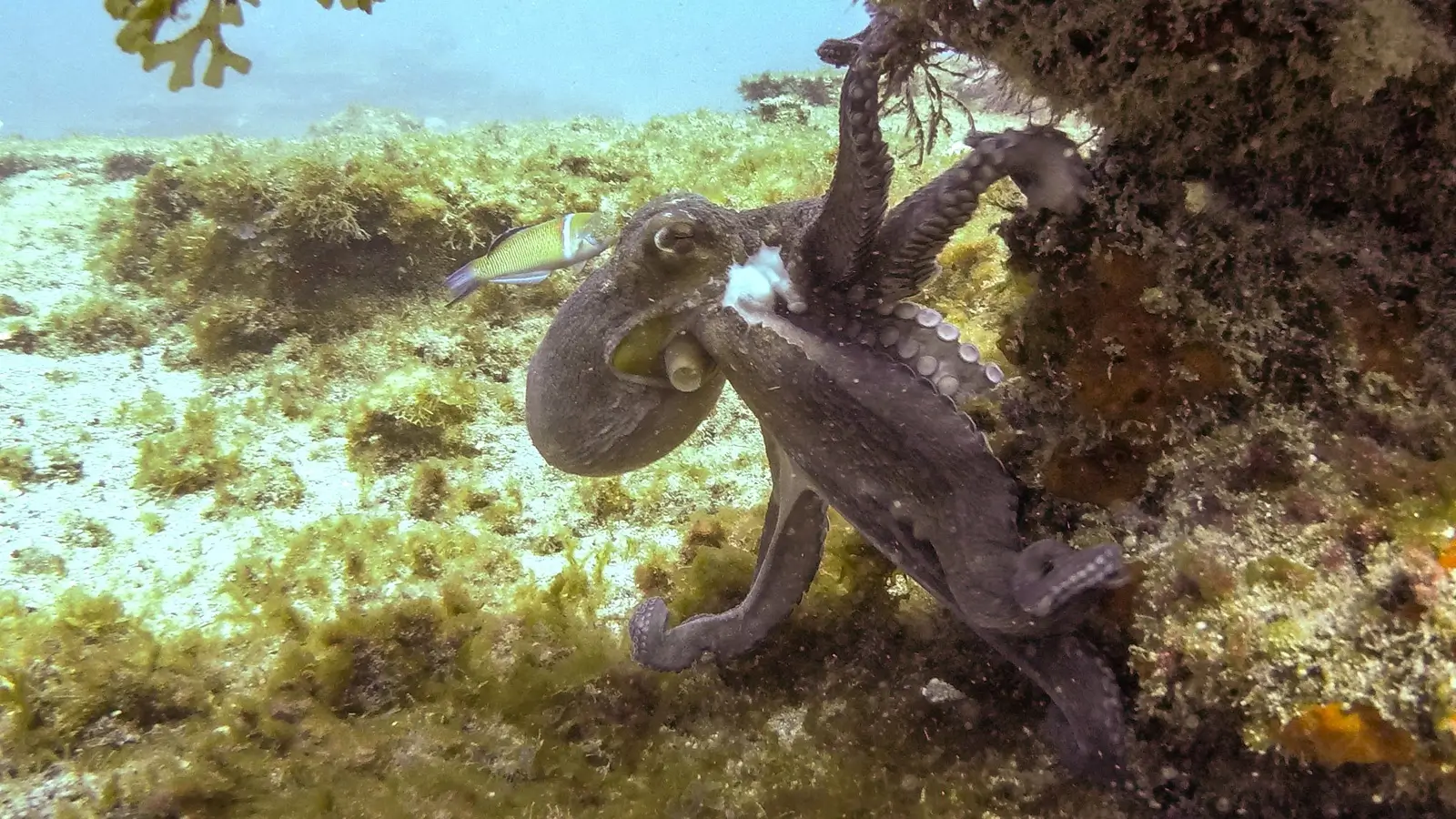 Dive Listing 10