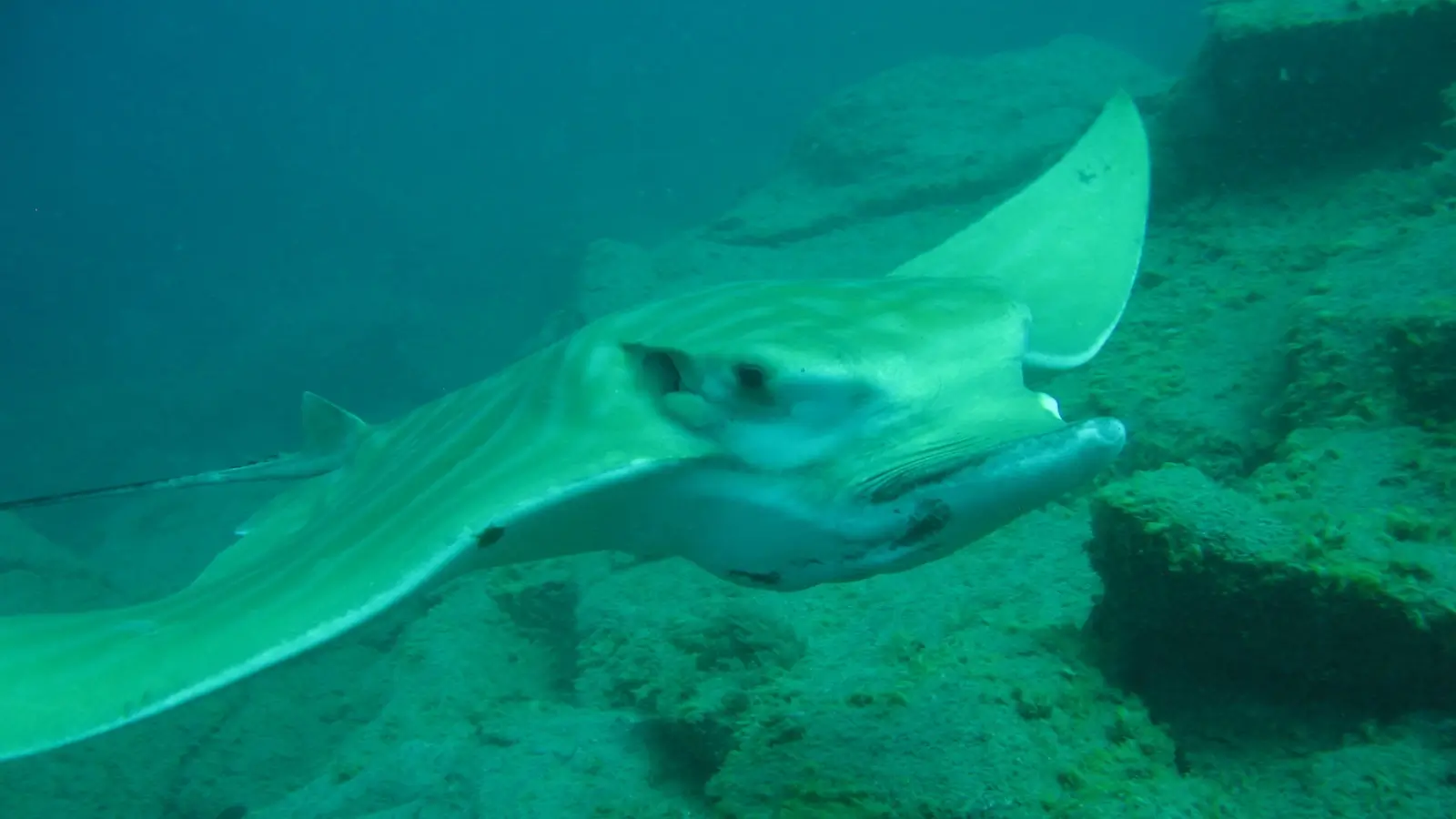 Dive Listing 12
