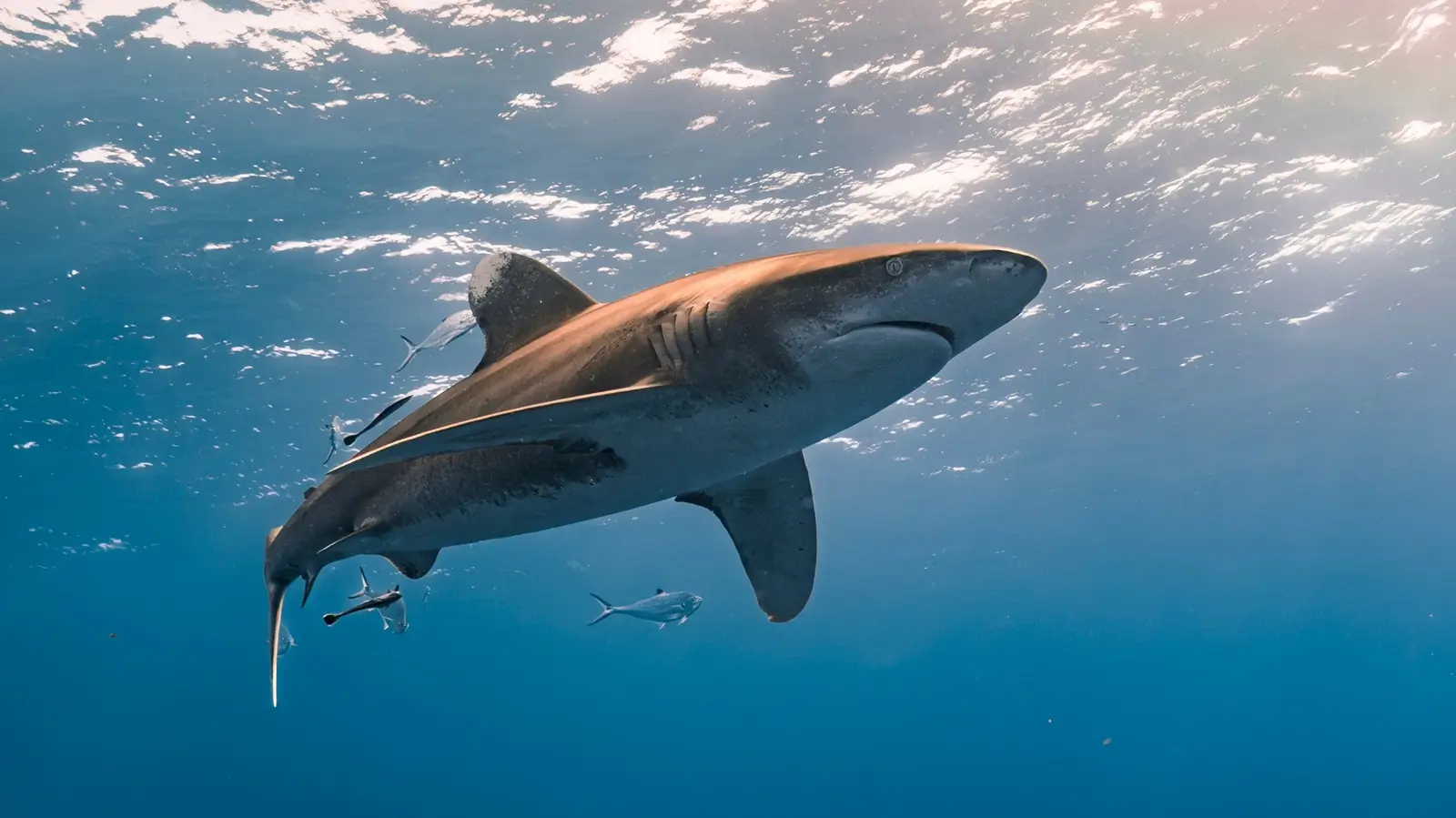 Dive Listing 21
