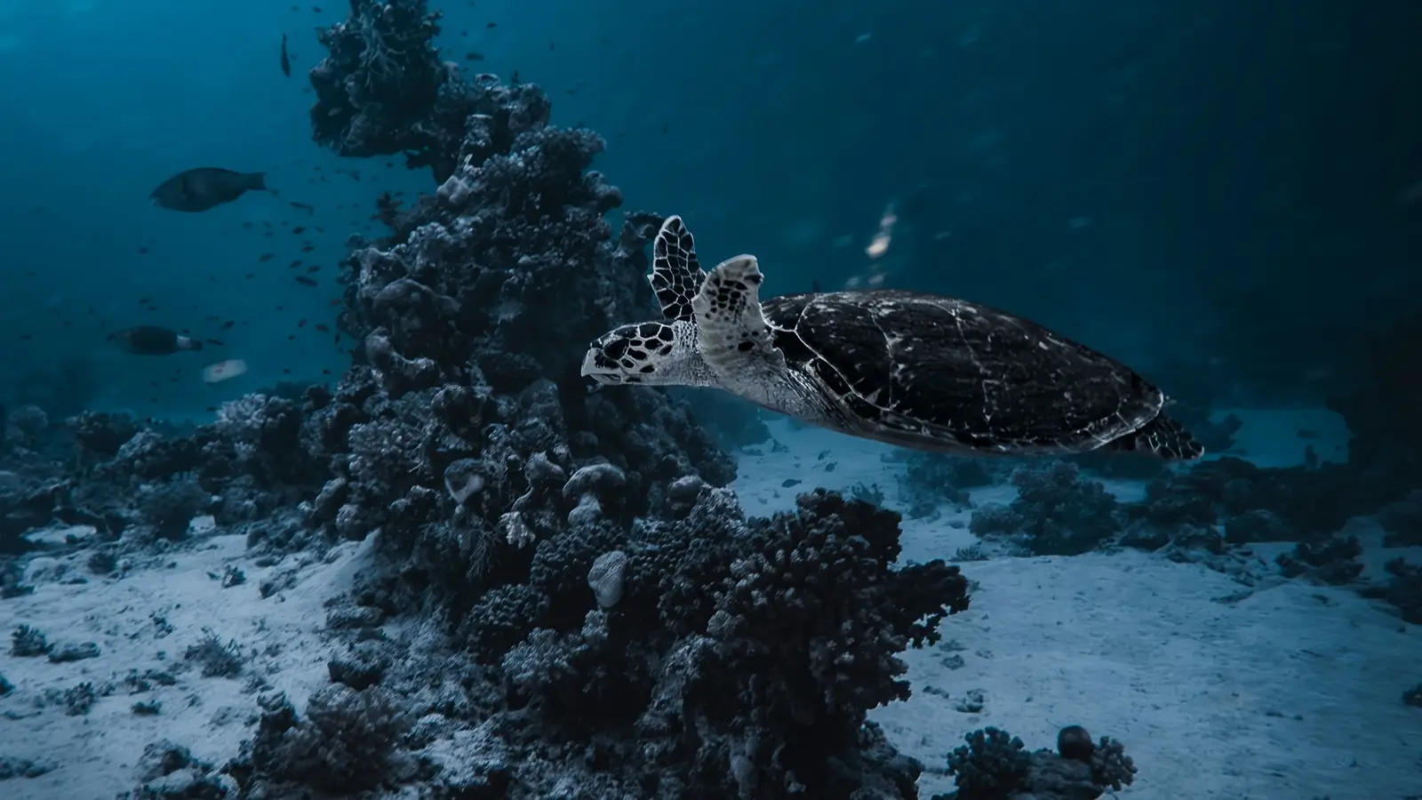 Dive Listing 22