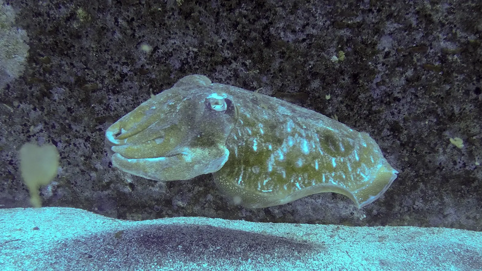 Dive Listing 23
