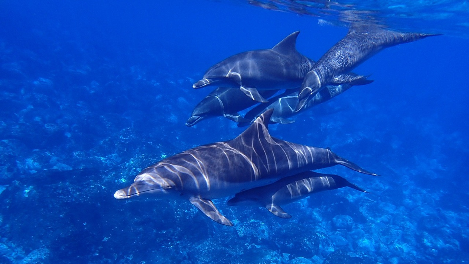 Dive Listing 24