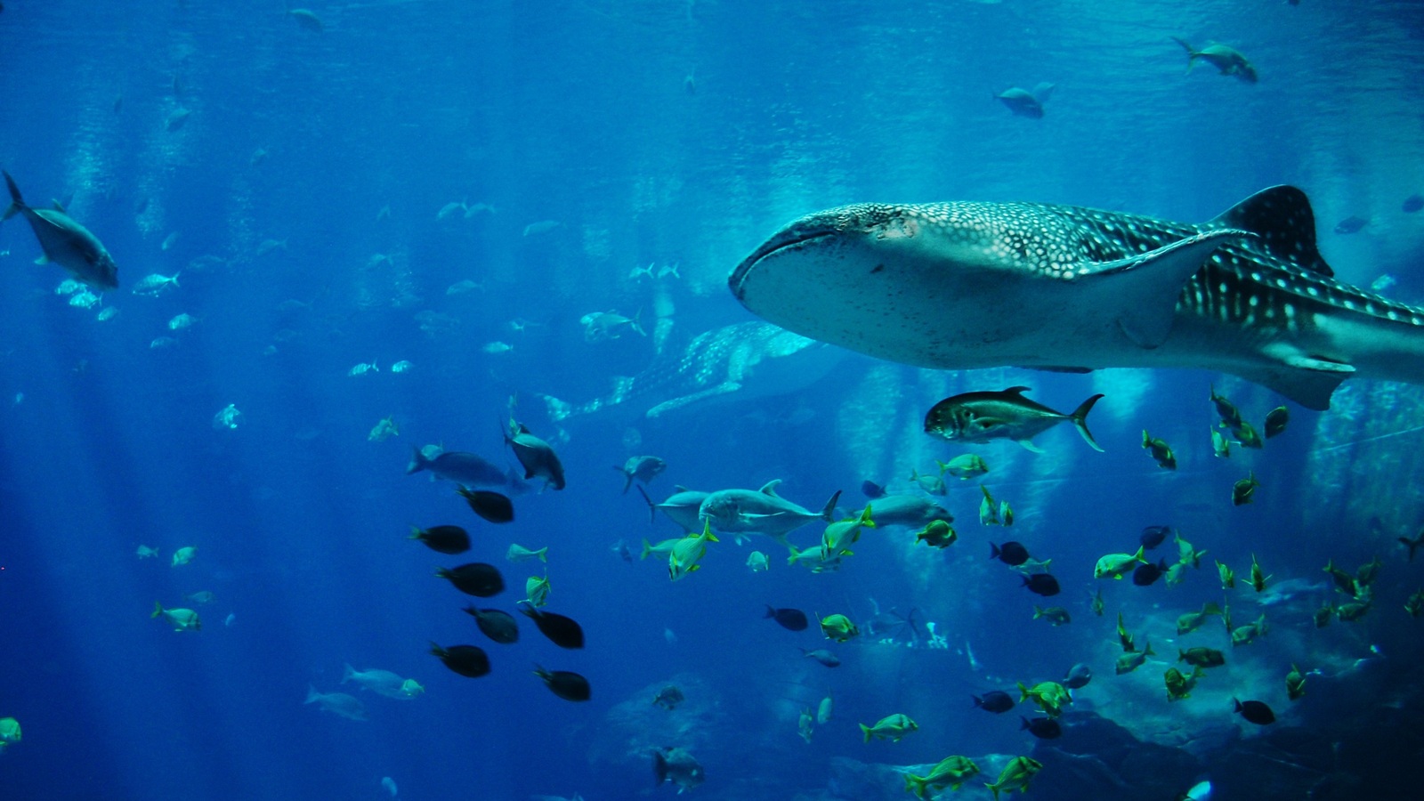 Dive Listing 25