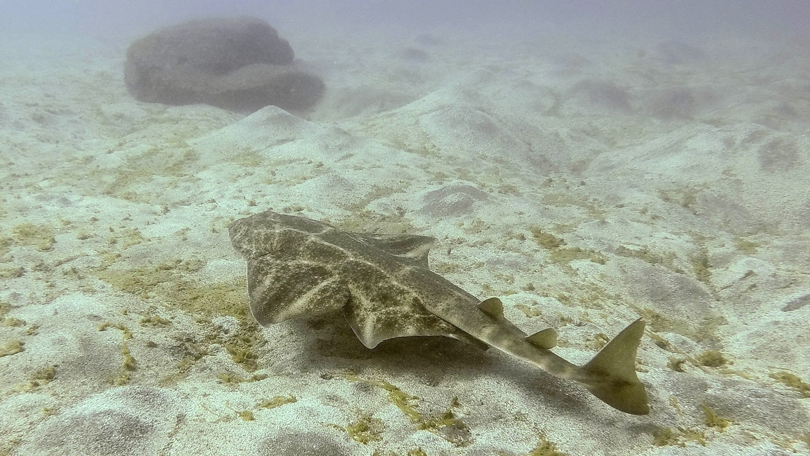 Dive Listing 26