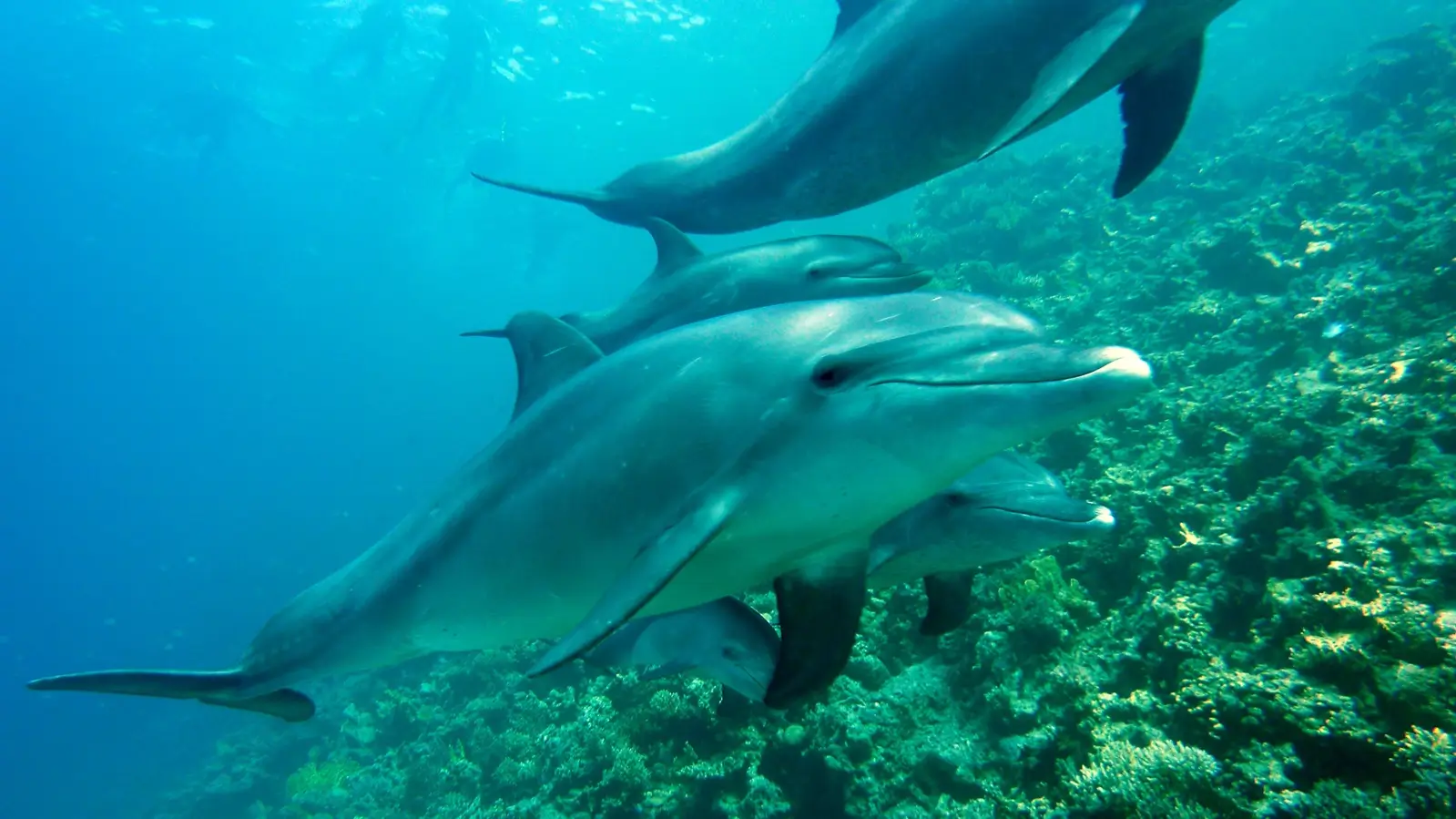 Dive Listing 27