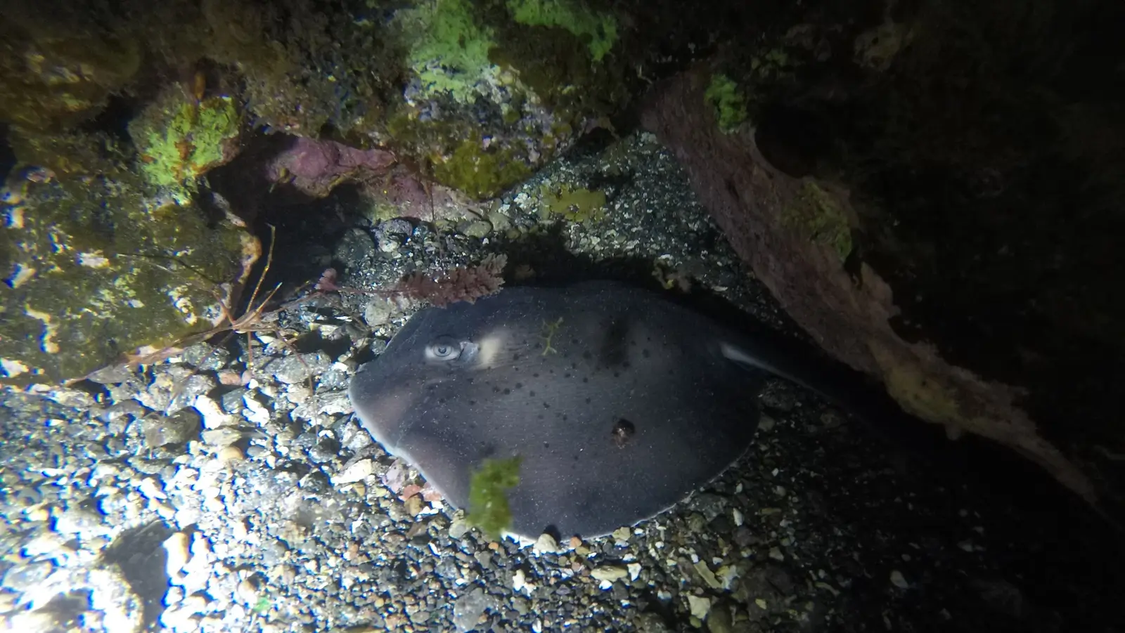 Dive Listing 29