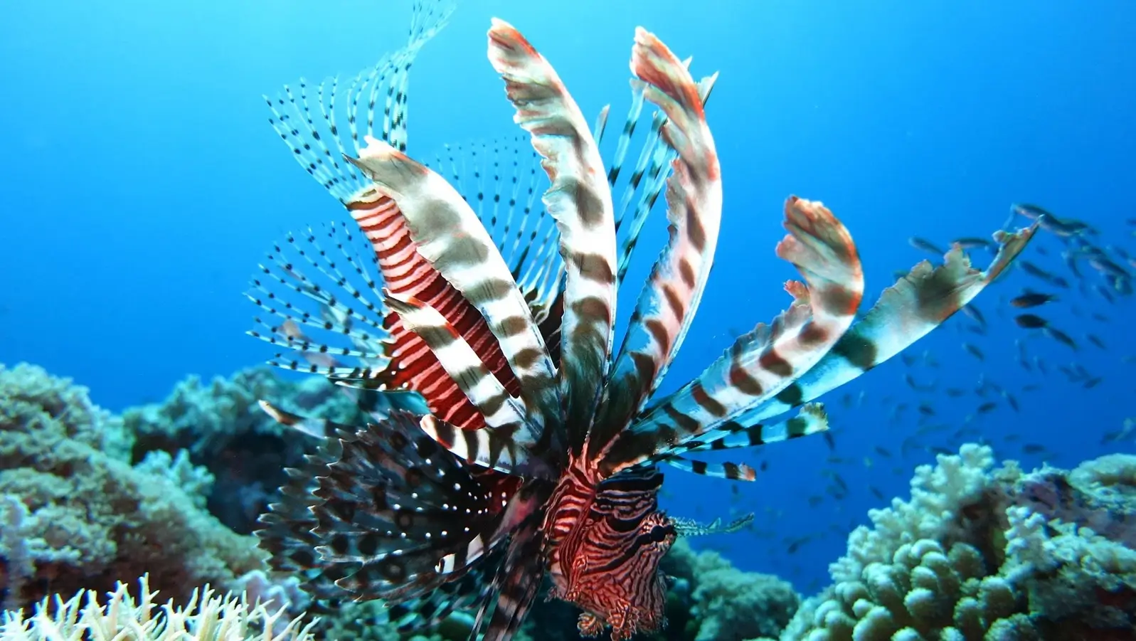 Dive Listing 3