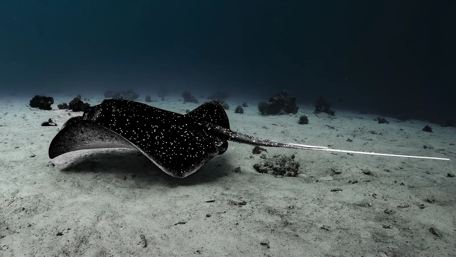 Dive Listing 5