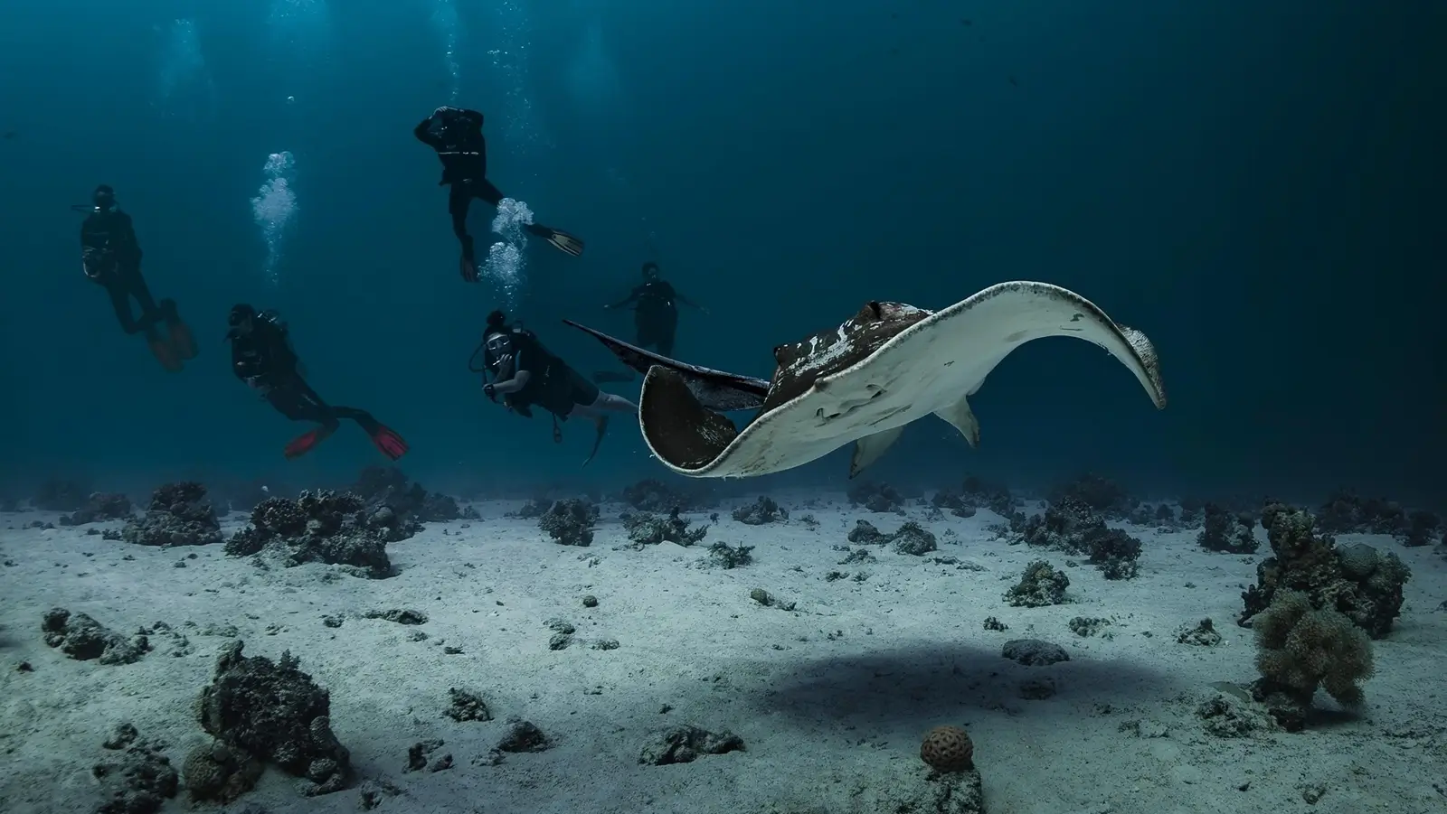 Dive Listing 6