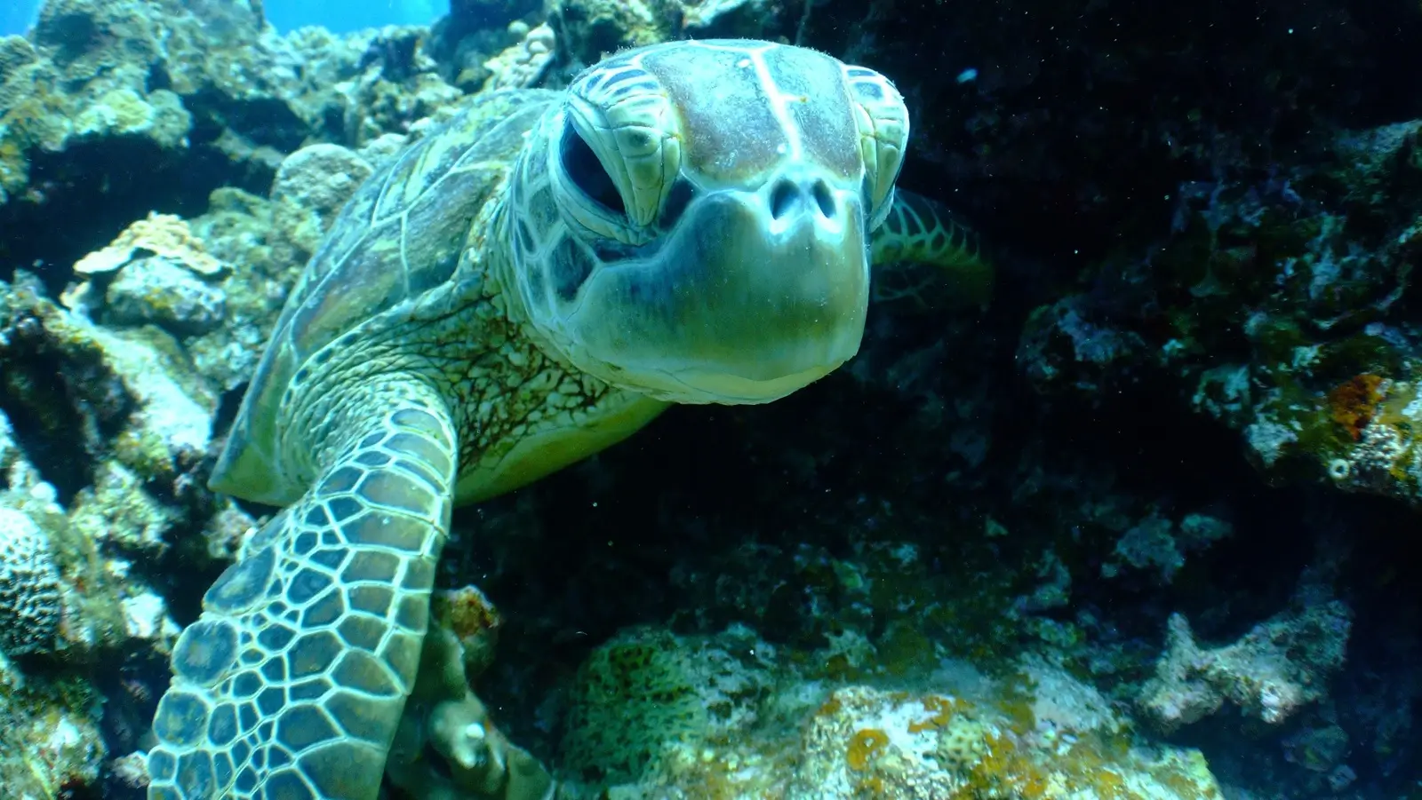 Dive Listing 9