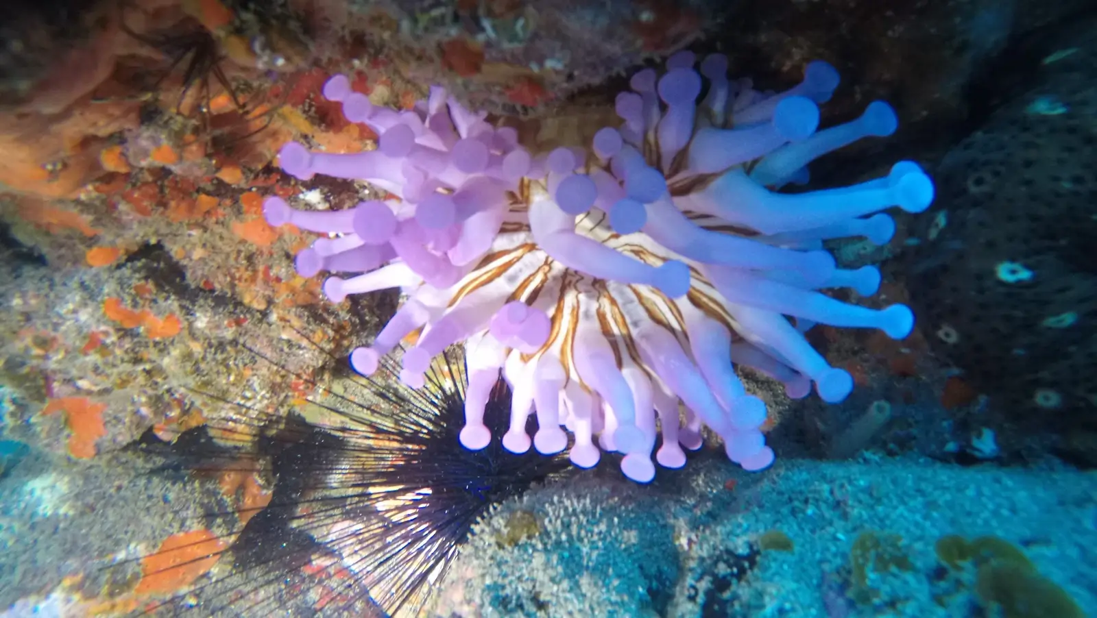 Dive Listings 33