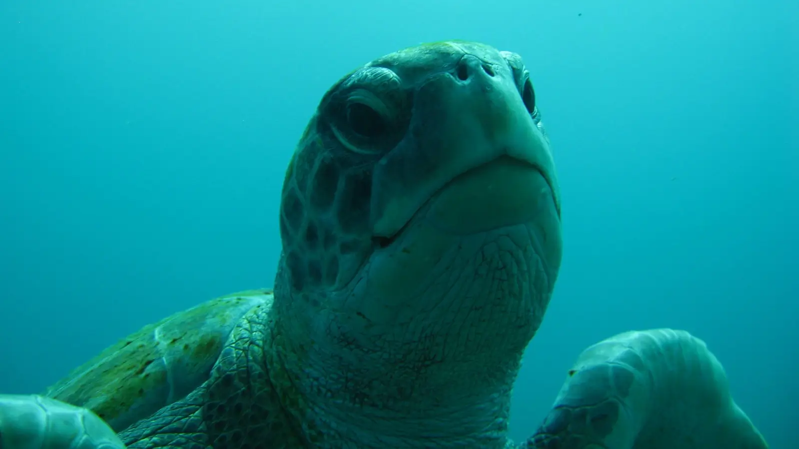 Dive Listings 34