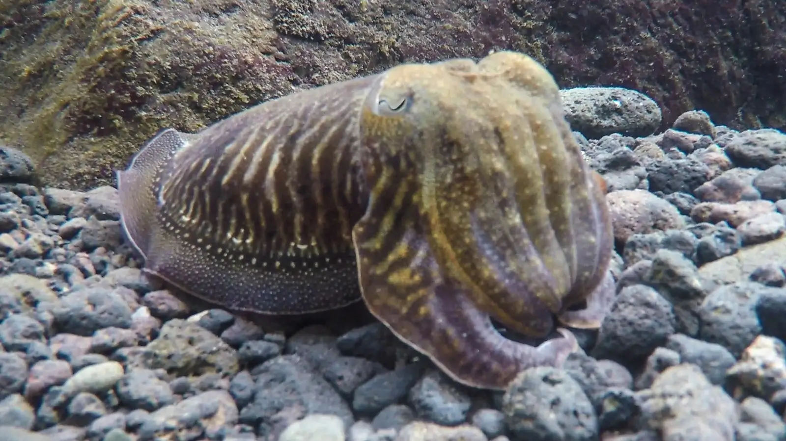 Dive Listings 35