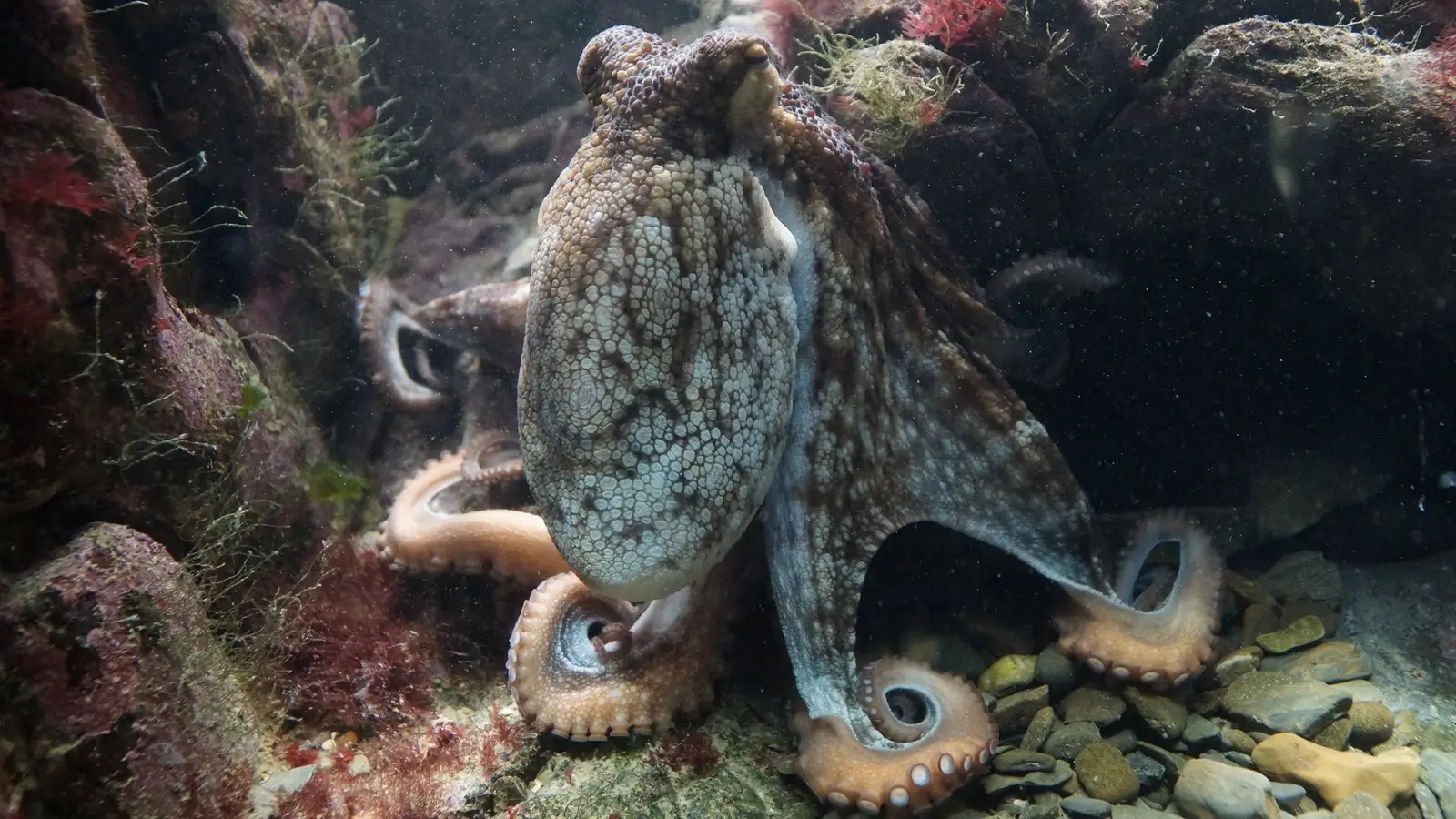 Dive Listings 50