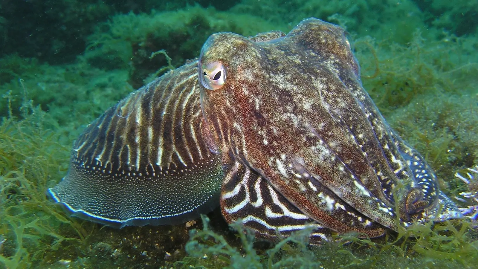 Dive Listings 51