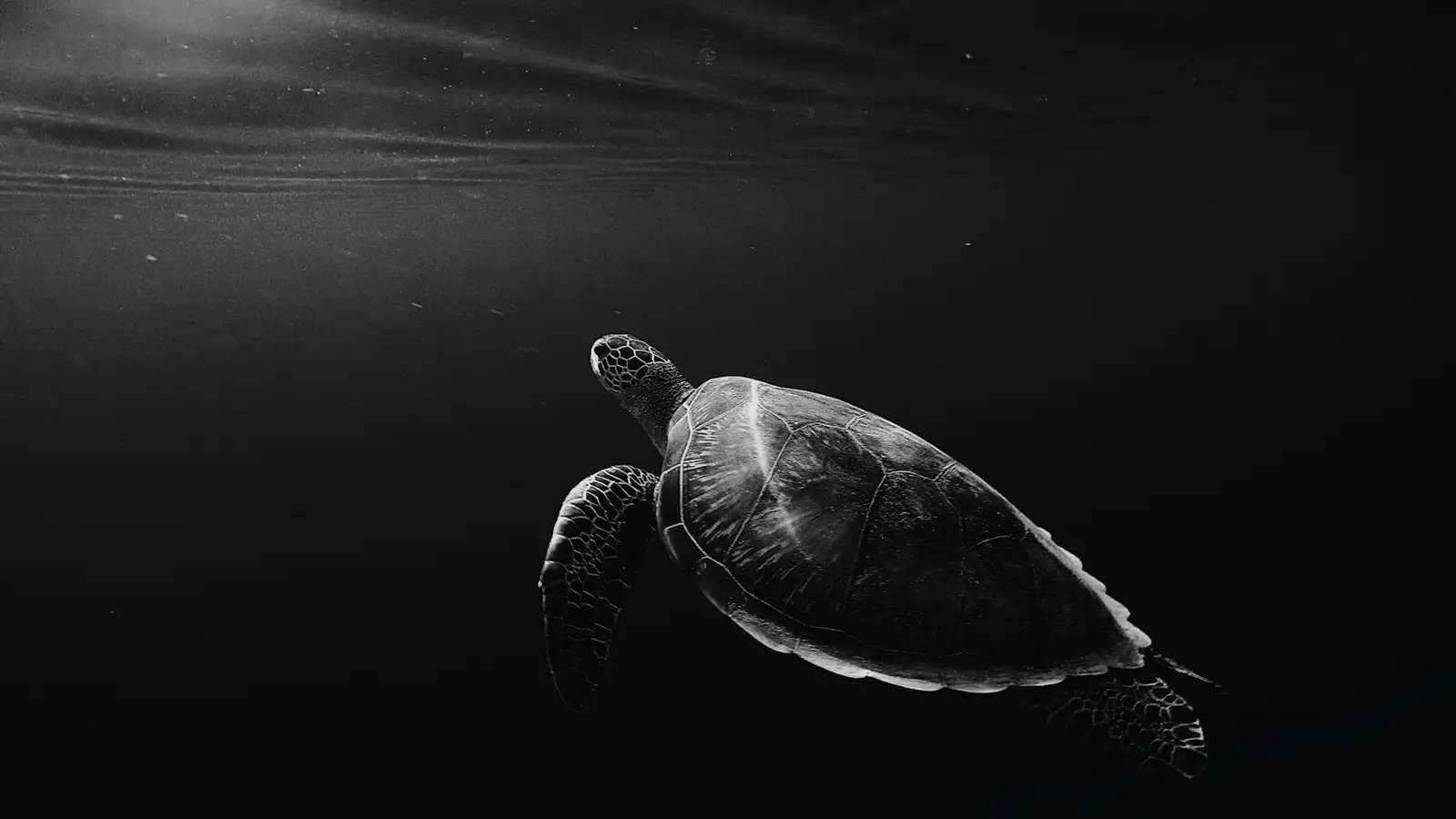 Dive Listings 52