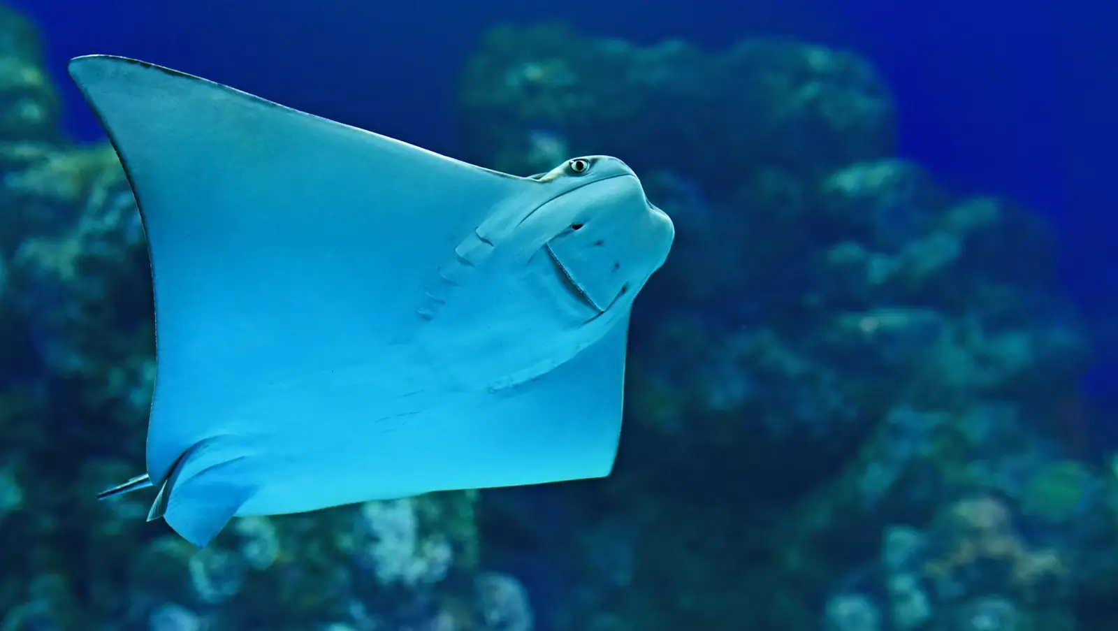 Dive Listings 53