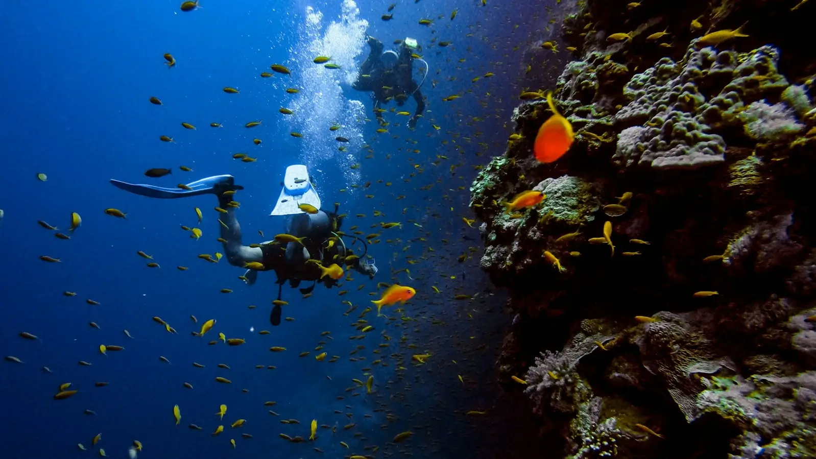Dive Listings 54