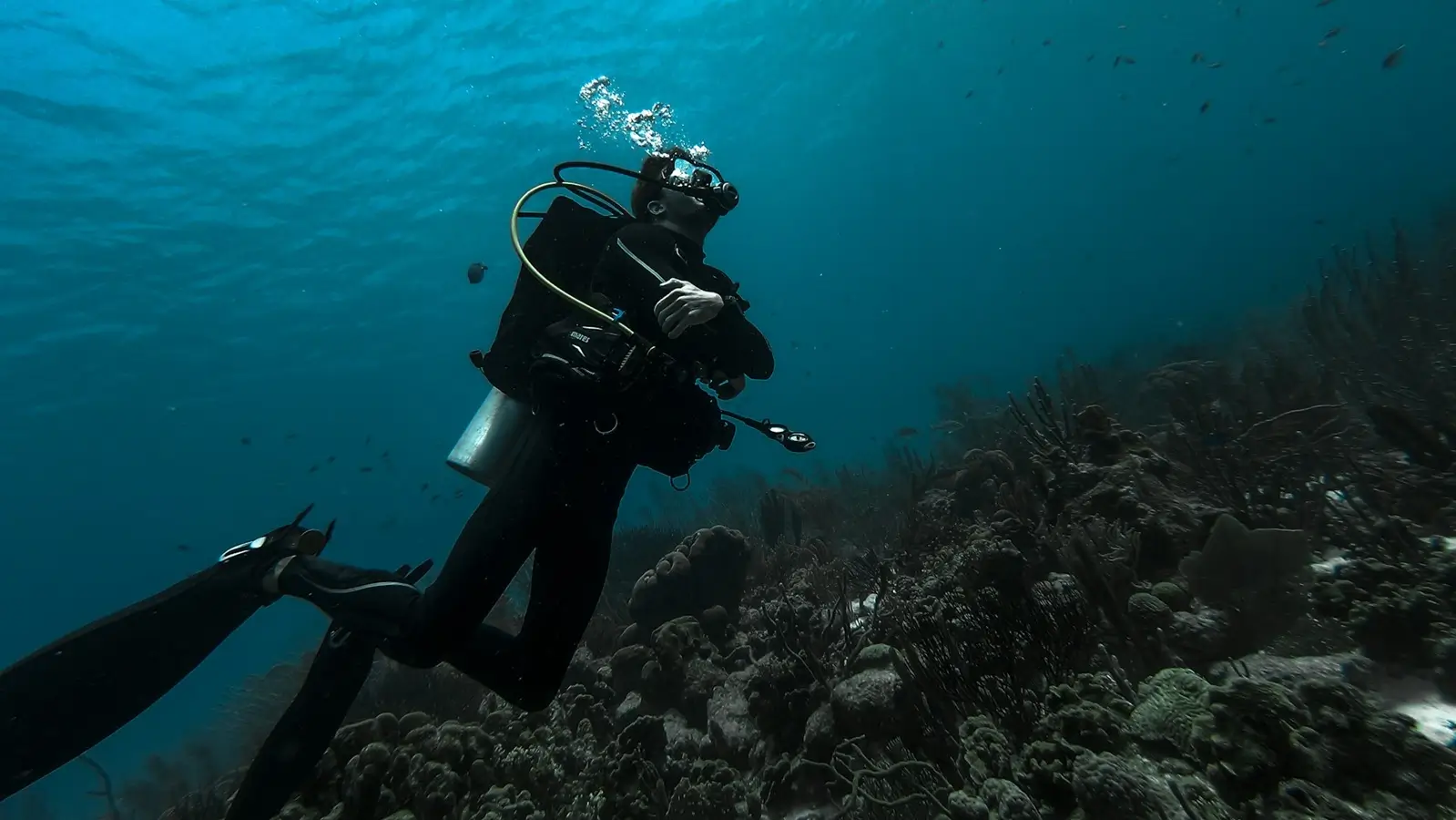 Dive Listings 55